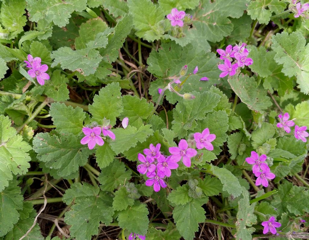 Erodium malacoides